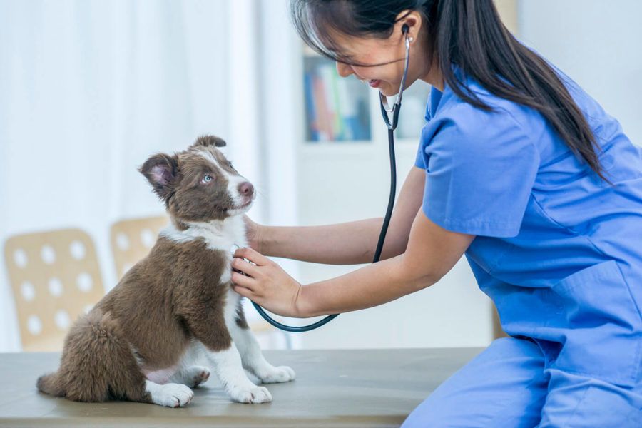 A female veterinarian is indoors in a medical room. She is checking the heart rate of a cute puppy, using a stethoscope.