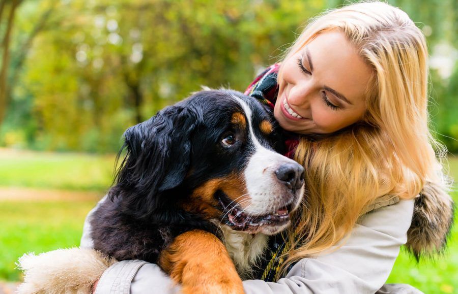 What Is Pet Insurance? article image.