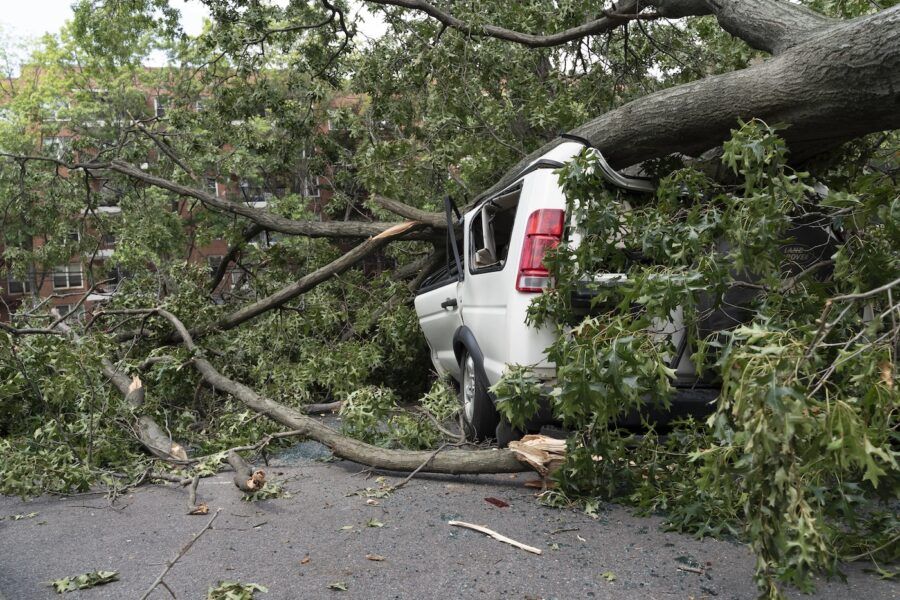 A white car trapped under a fallen tree after a wind storm.