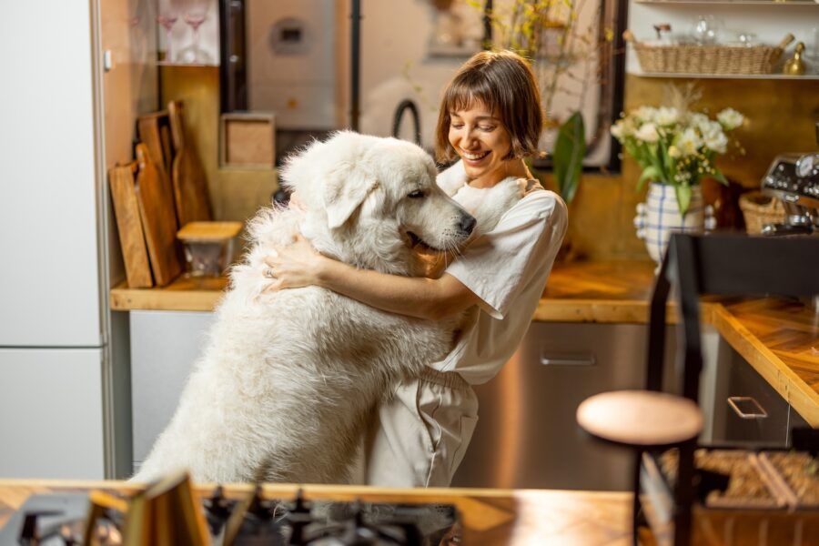 Young woman plays with her huge white dog, spending leisure time together happily in kitchen at home.
