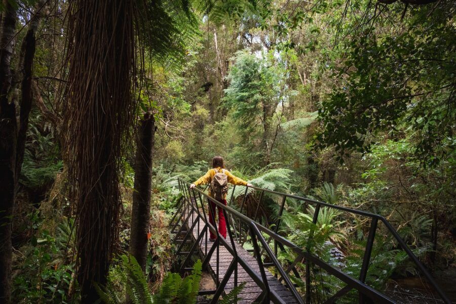 A rear-view shot of an unrecognisable female backpacker exploring the woodlands in New Zealand.