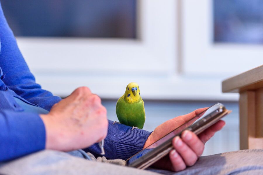 Little Budgie sitting on its owner's hand while the owner holds a phone.