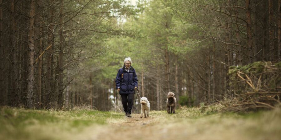 A woman out walking two dogs in a spring forest.