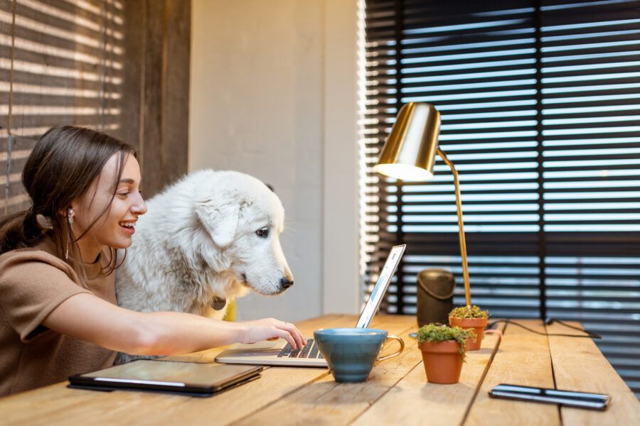 Young woman with a cute white big dog working on a laptop in the home office