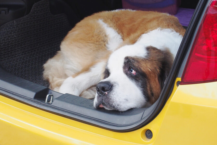 St. Bernard dog laying in the back of yellow car