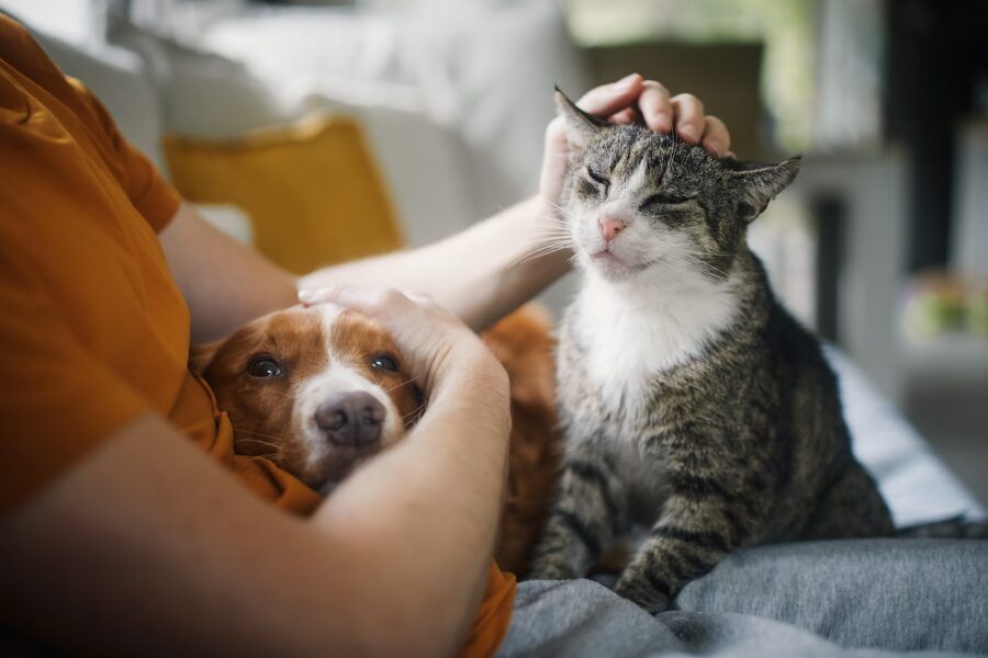 Man sitting on sofa with cat and dog.