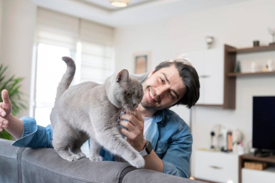 Smiling man petting a gray cat at home